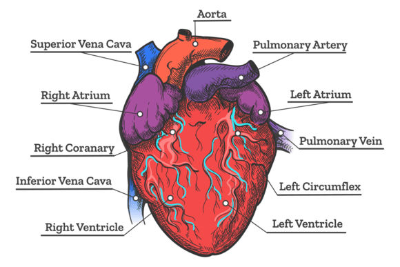 Heart Anatomy Card: Graphics & Illustrations